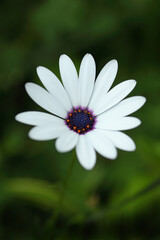 花壇に咲くケープマーガレット