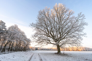 Wide winter landscape with frosted trees and snowy field
