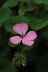 ピンクのアイビーゼラニウム