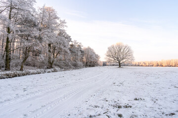 Minimal winter landscape with a lone frosted tree
