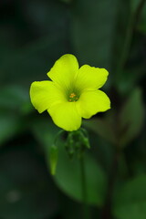 野に咲くオオキバナカタバミ