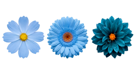 Beautiful collection of three vibrant blue and teal flowers, each a unique variety with colorful centers, isolated on transparent background for spring and summer designs.