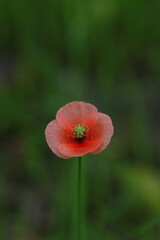 緑の中でオレンジ色が際立つヒナゲシ