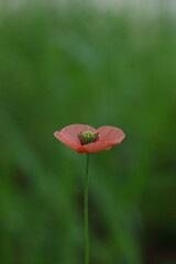 緑の中でオレンジ色の異彩を放つナガミヒナゲシ