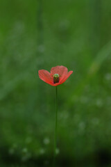 緑の中で可憐に咲くポピー