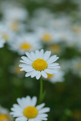 愛らしいマーガレット