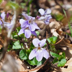 春の日差しに咲くタチツボスミレ