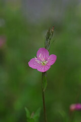 可憐なアカバナユウゲショウ