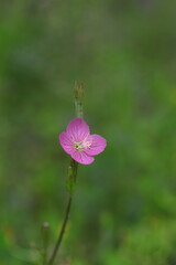 野に咲くアカバナユウゲショウ