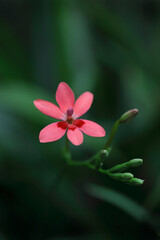 咲き始めたフリージア・ラクサ