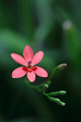 Fototapeta premium 可憐なフリージア・ラクサ