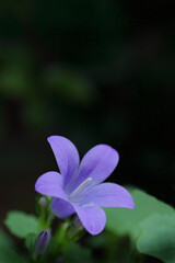 可憐なオトメギキョウ