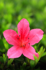 花壇に咲くアザレア