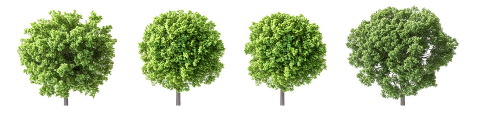 Fototapeta premium Collection of four vibrant green trees with dense foliage, ideal for landscaping and environmental themes