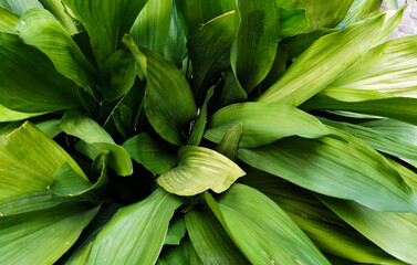 Obraz premium Aspidistra grandi verdi foglie si intrecciano
