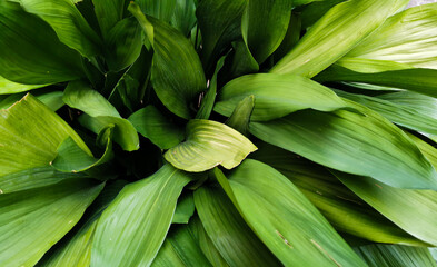 Obraz premium Aspidistra grandi verdi foglie si intrecciano