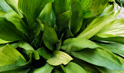 Fototapeta premium Aspidistra grandi verdi foglie si intrecciano