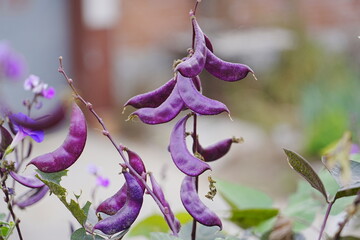 Purple beans grow naturally outdoors