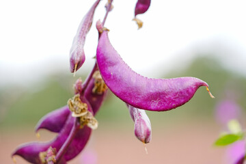 Purple beans grow naturally outdoors