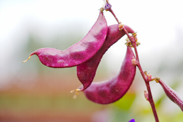 Purple beans grow naturally outdoors