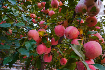 Close up of a red apple