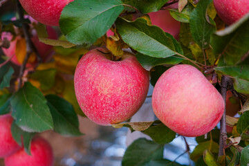 Close up of a red apple