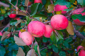 Close up of a red apple