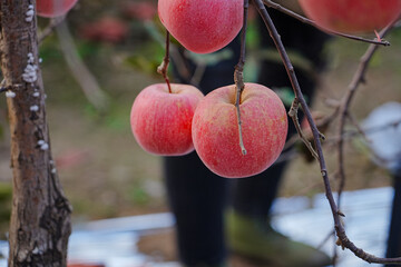 Close up of a red apple
