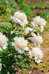 Beautiful white peony bush blossoms growing in a garden, illuminated by sunlight with fresh green leaves and soft natural plant background. Decorative flower for park, flower bed and landscape design