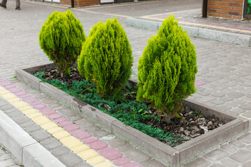 Trimmed evergreen shrubs planted in modern city flowerbed with paving stones, representing urban landscaping, greenery and outdoor decorative gardening, ornamental plants