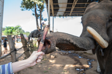 Cropped shot view of person hand feeding a sugar cane to Elephant.