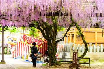 600年の刻を超えて、今も咲き継ぐ命の輝き黒木の大藤(福岡県八女市)素盞嗚神社（すさのおじんじゃ）
The brilliance of life continues to bloom for over 600 years. Kuroki Wisteria (Yame City, Fukuoka Prefecture) Susanoo Shrine