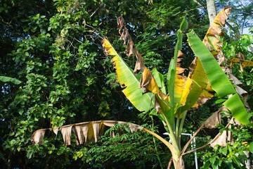 Banana Plant with Yellowing Leaves in Tropical Setting