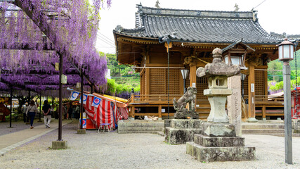 600年の刻を超えて、今も咲き継ぐ命の輝き黒木の大藤(福岡県八女市)素盞嗚神社（すさのおじんじゃ）
The brilliance of life continues to bloom for over 600 years. Kuroki Wisteria (Yame City, Fukuoka Prefecture) Susanoo Shrine
