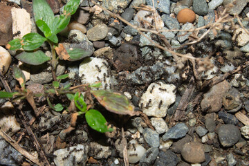 ant colony on gravel is migrating