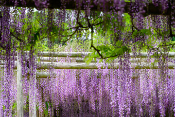 600年の刻を超えて、今も咲き継ぐ命の輝き黒木の大藤(福岡県八女市)素盞嗚神社（すさのおじんじゃ）
The brilliance of life continues to bloom for over 600 years. Kuroki Wisteria (Yame City, Fukuoka Prefecture) Susanoo Shrine