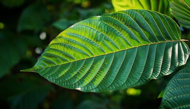 Nature Green Leaf Background Kratom Tree Grows On Dark Plant Tree Kratom Leaves Mitragyna Speciosa Korth Medicinal Plants