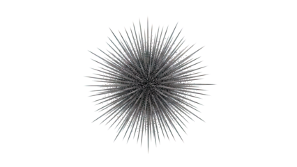 Sea Urchin Spines Close-up