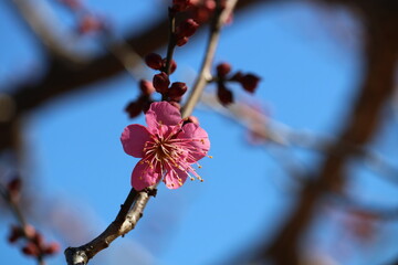 寒い中ぽつんと一輪咲く　紅梅　冬の公園