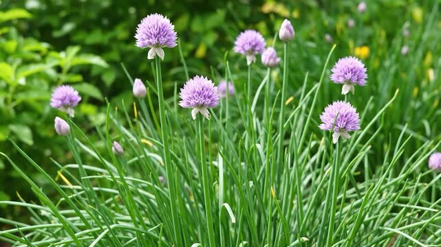 Close-up of chive blossoms in various stages, with long green stems and leafy background