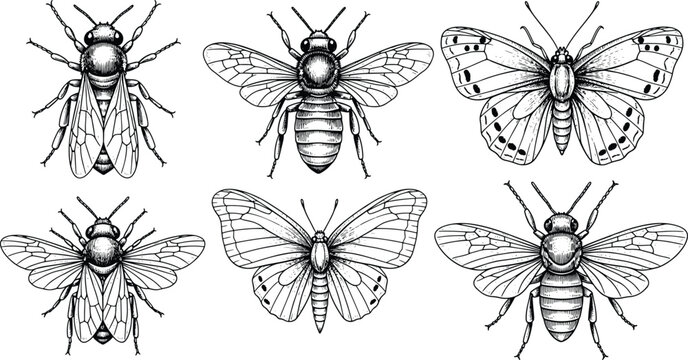 Set of hand drawn sketch of honey bee butterfly and insect engraving illustration