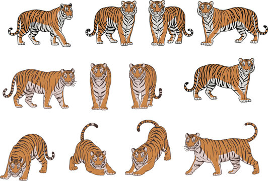 Comprehensive set of tiger vector illustrations featuring various poses including walking, pouncing, stretching, and standing, isolated on white background