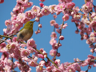 満開の枝垂れ梅の花とメジロ 青空背景
