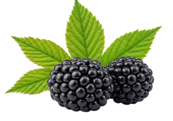 Three plump, glossy dark purple-black blackberries with vibrant green serrated leaves, showcasing juicy drupelets on a transparent background with copy space. Concept of natural goodness and