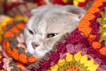 Nice cute lovely scottish cat with crocheted handmade blanket cozy photo pet colorful plaid craft handiwork rest relax 
