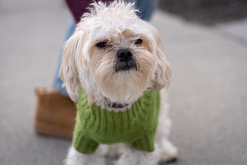 Small white fluffy maltese yorkie, morkie dog wearing a green sweater while out for a walk on a chilly day