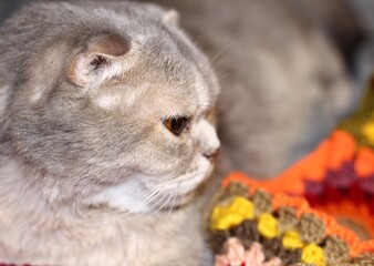 Nice cute lovely scottish cat with crocheted handmade blanket cozy photo pet colorful plaid craft handiwork rest relax 