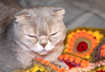 Nice cute lovely scottish cat with crocheted handmade blanket cozy photo pet colorful plaid craft handiwork rest relax 