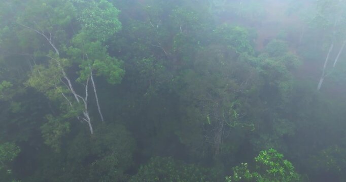Aerial View of a Wild River Flowing Through Lush Tropical Rainforest in Morning Fog, Sinharaja, Sri Lanka