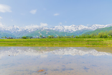 日本の風景・初夏　長野県白馬村　残雪の白馬連峰と水田 © Yuta1127
